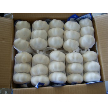 Chinese Good Quality Pure White Garlic